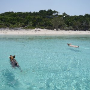 Pig Beach, Bahami