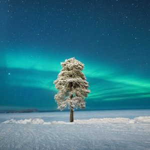 Kategorija 'Aurore' - Drugo mjesto: Lone Tree under a Scandinavian Aurora, autor: Tom Archer