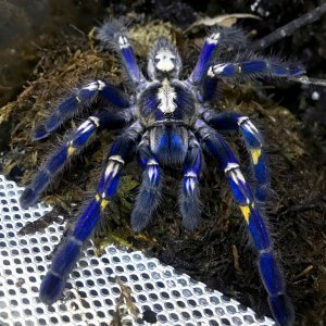 Plava tarantula