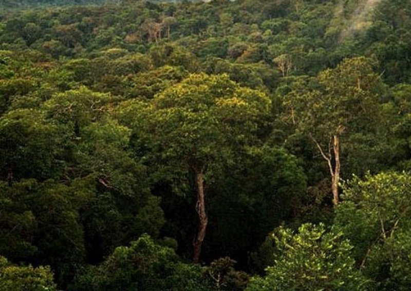 Uništavanje amazonskih šuma poraslo za trećinu