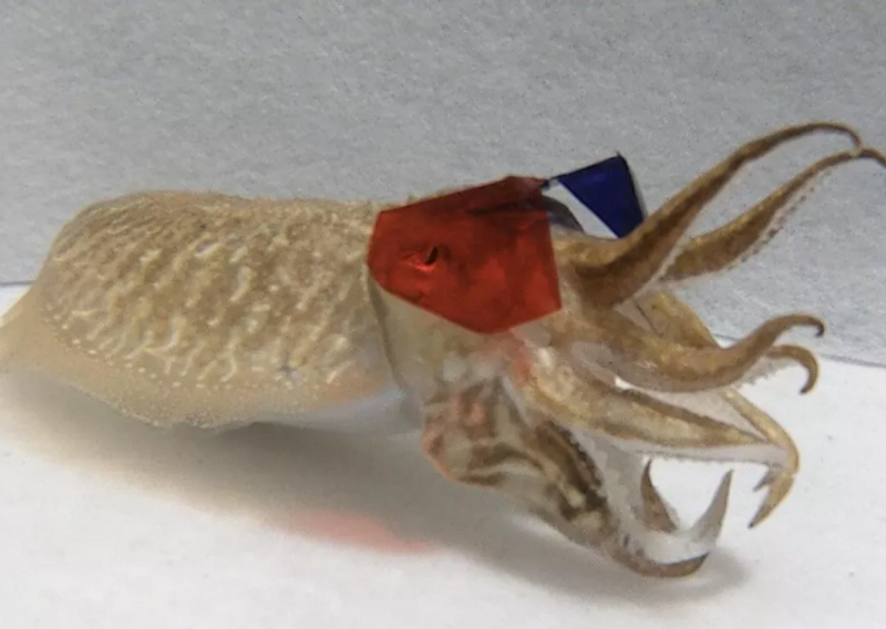 Sipe koje nose minijaturne 3D naočale mogle bi nam pomoći otkriti tajnu opažanja dubine
