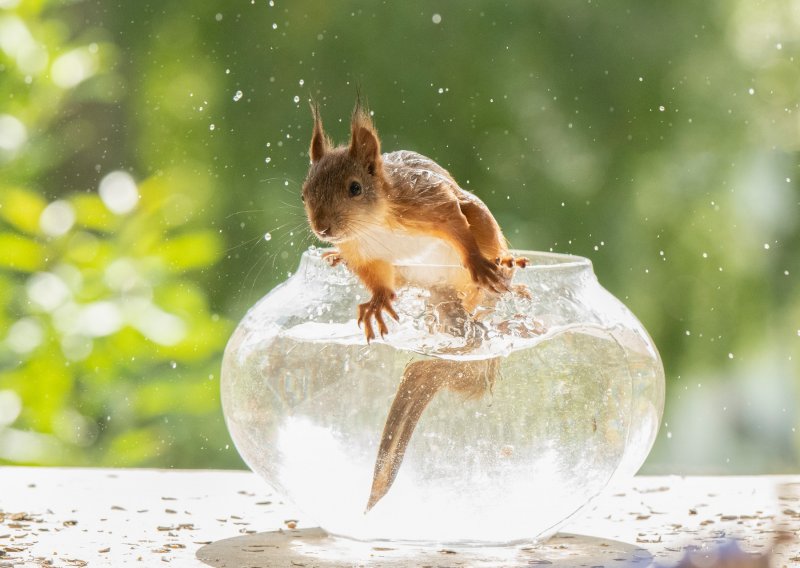 [FOTO] Čak se i vjeverica u Švedskoj odlučila malo rashladiti