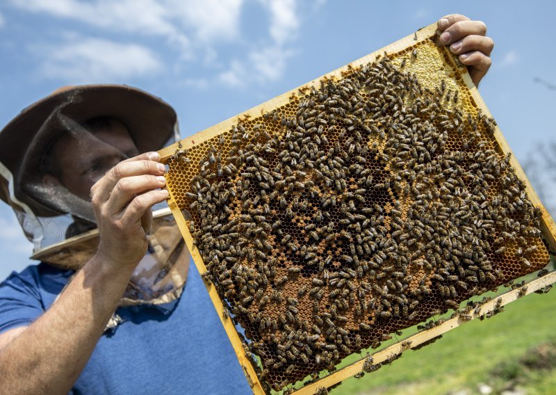 Novi pomor: Na Bilogori uginuli milijuni pčela, sve inspekcije na terenu