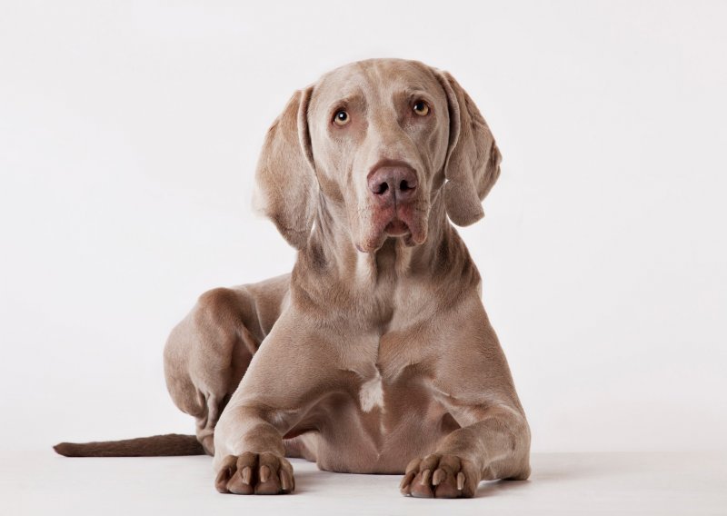 Prvo serološko testiranje na kućnim ljubimcima u Hrvatskoj pokazalo: I psi su imali koronu