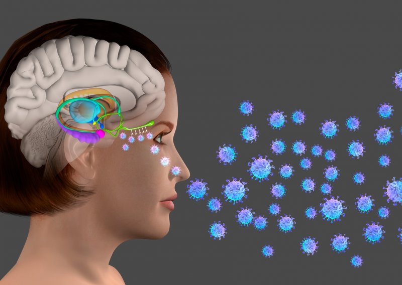 Koronavirus može ući u mozak kroz nos, tvrde neuroznanstvenici