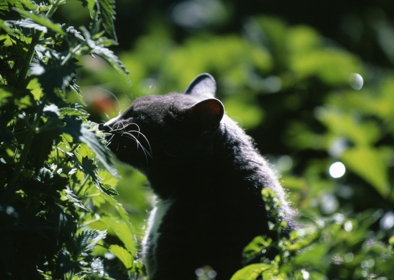 [VIDEO] Tajna napokon otkrivena: Mačke vole mačju metvicu jer im služi kao sprej protiv komaraca