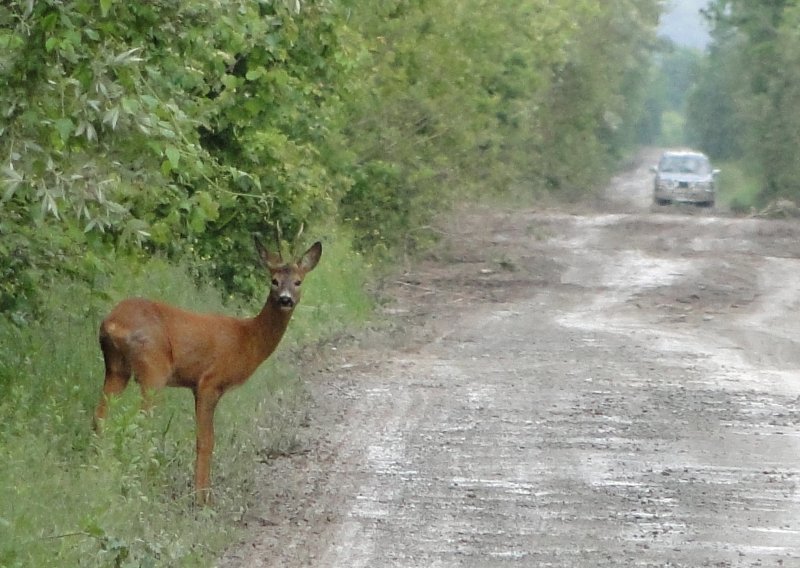 U prometu u Istri nastradali srnjak, zec i lisica; pripazite na divljač na cesti, pogotovo u večernjim i jutarnjim satima