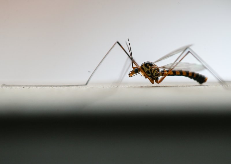Slavonci će se među prvima na svijetu komaraca rješavati revolucionarnom metodom