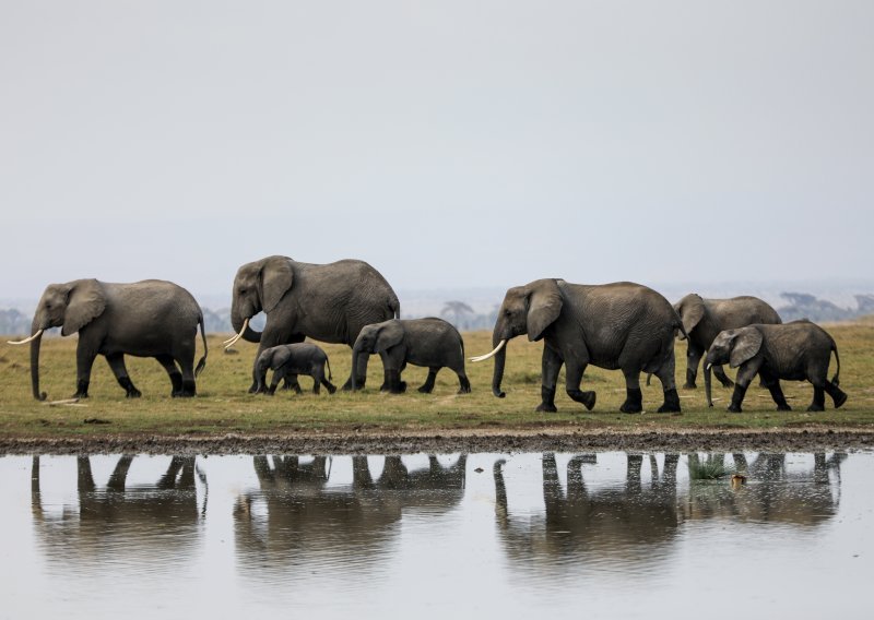 Krdo divljih slonova približava se kineskom gradu nakon puta od 500 kilometara