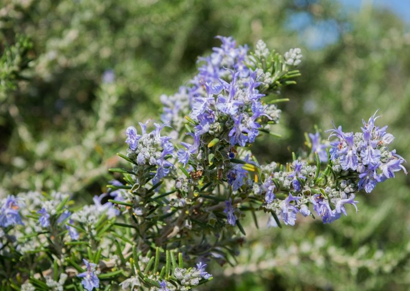 Ova mediteranska biljka osvaja mirisom i brojnim blagodatima: Evo što morate znati o njezinoj sadnji u vrtu