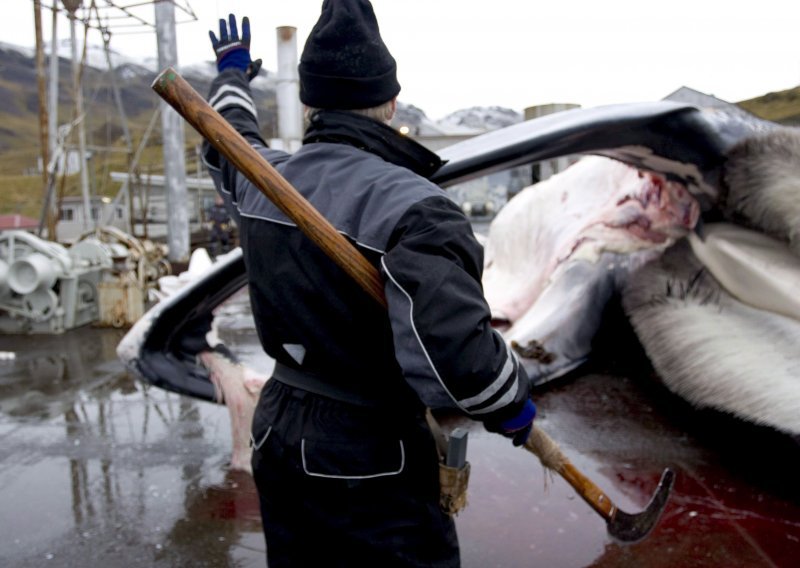 Kitovi na Islandu prestaju biti lovina, sada su turistička atrakcija
