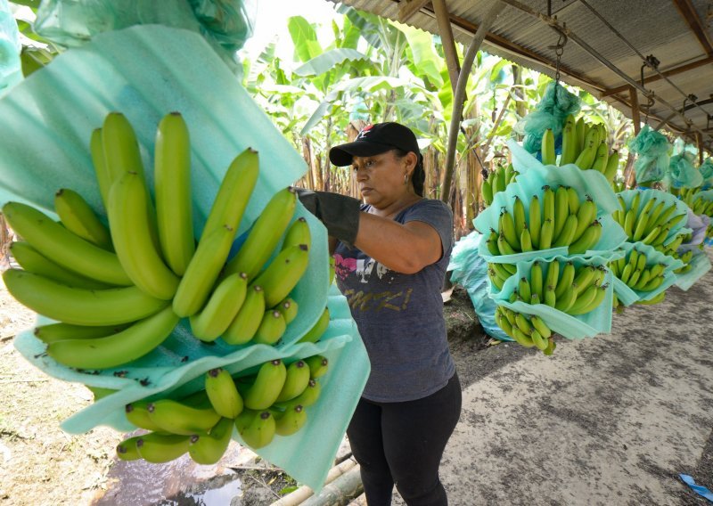 Pobuna uzgajivača u Ekvadoru: Cijena banana ne pokriva troškove uzgoja