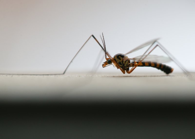 Vukovarske gradske vlasti počele borbu s komarcima