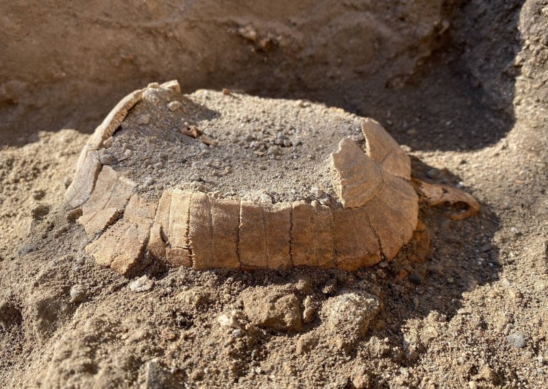 [FOTO] Arheolozi u Pompejima pronašli kornjaču staru gotovo 2000 godina