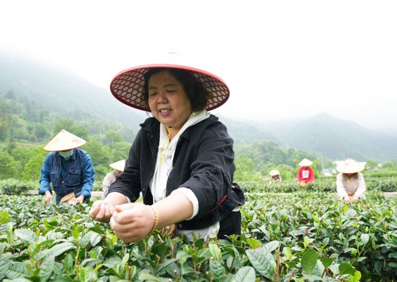Zbog pesticida s polica trgovina opozvan omiljeni čaj