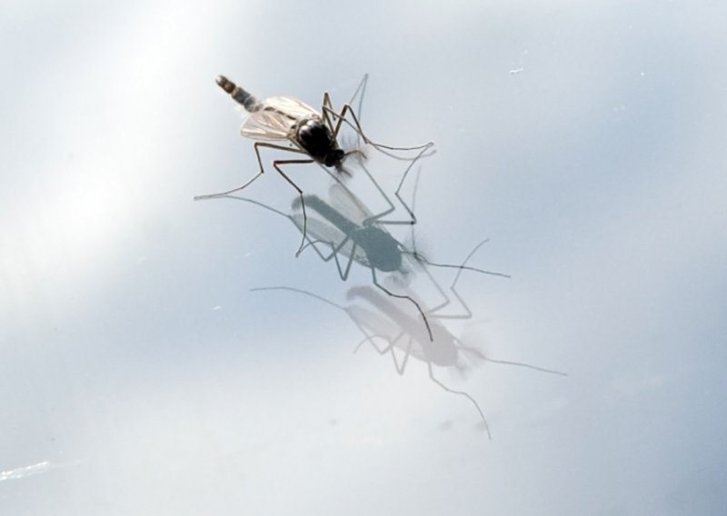 U Istri namjerno pušteno pedeset tisuća uvezenih komaraca
