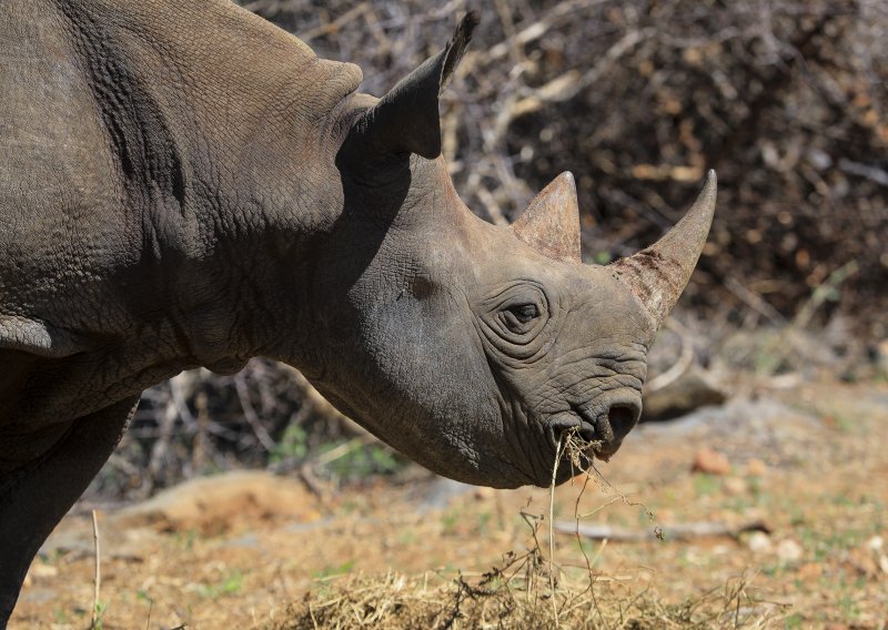 Krivolovci ubili u JAR-u više nosoroga kako bi zadovoljli potražnju iz Azije