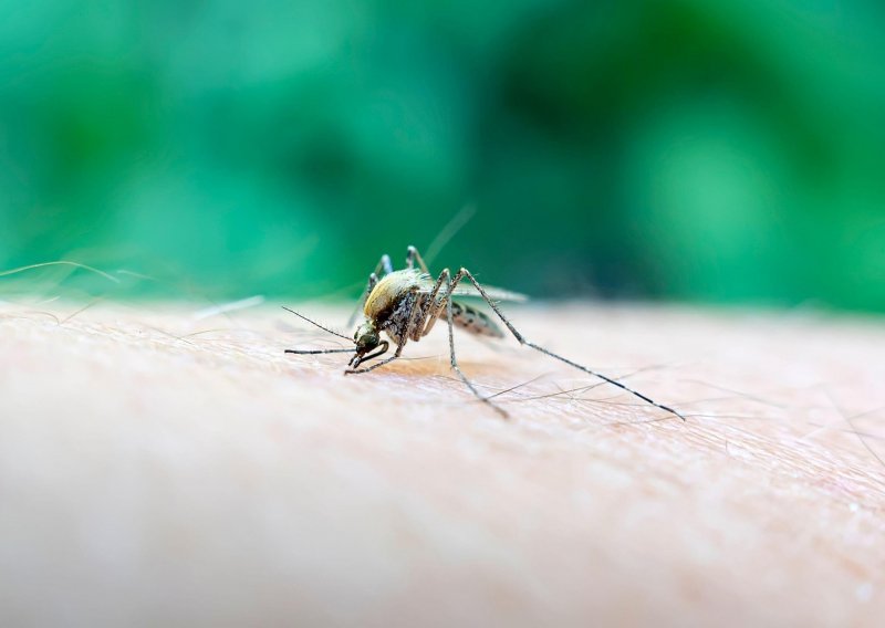 Borba protiv malih 'krvopija': Pula pokreće tvornicu sterilnih komaraca