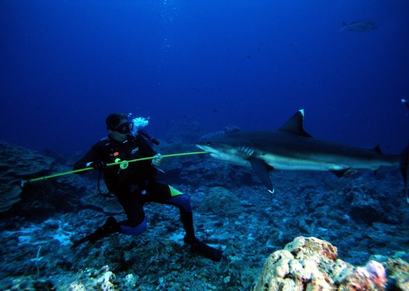 Mislite da su morski psi strašni? Da vidite tek što ljudima rade hrenovke...