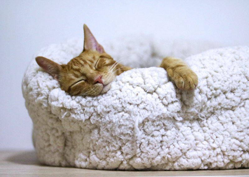 Zašto mačke toliko puno spavaju?