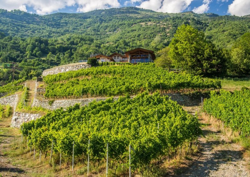U Istri sve manje vinograda, a raste sadnja maslinika