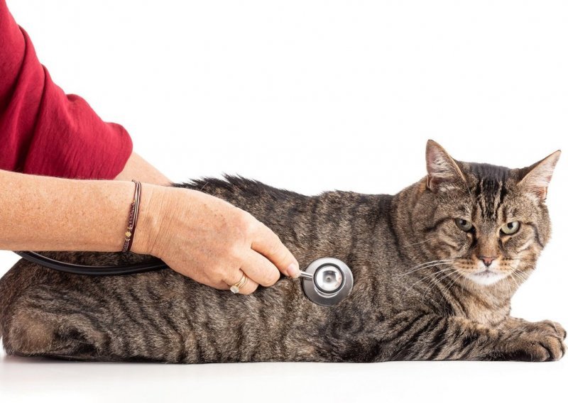 Odlična vijest za sve vlasnike mačaka koje žive s dijabetesom, odobren novi lijek