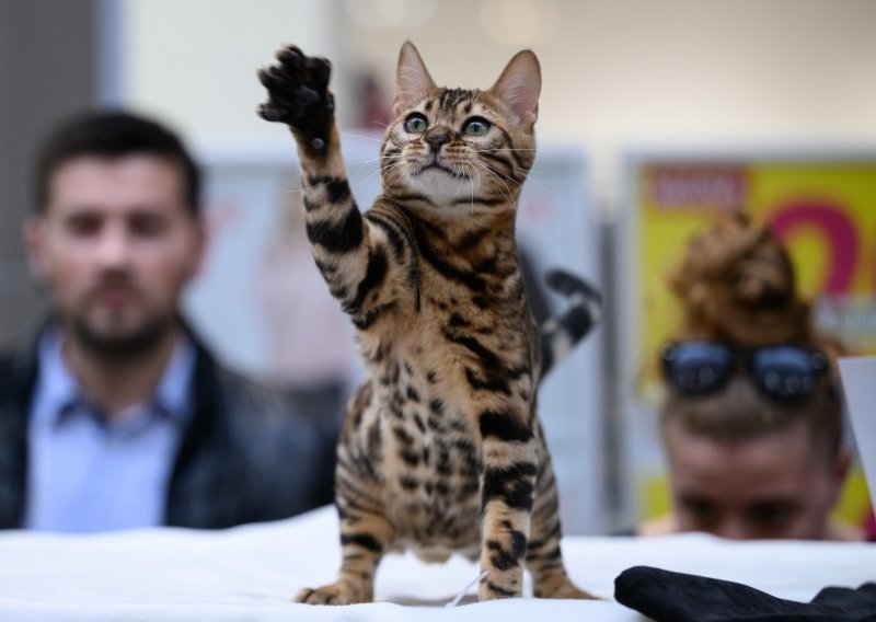 Pogledajte predivne fotografije s izložbe mačaka održane u Zagrebu