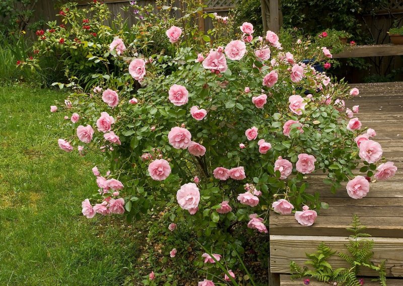 Ovo je potrebno napraviti tijekom proljeća da bi vaše ruže procvale u punom sjaju