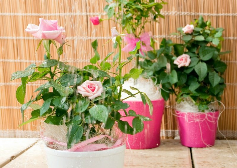 Ruže možete uzgojiti i na balkonu: Evo koje će najbolje rasti i kako se o njima brinuti