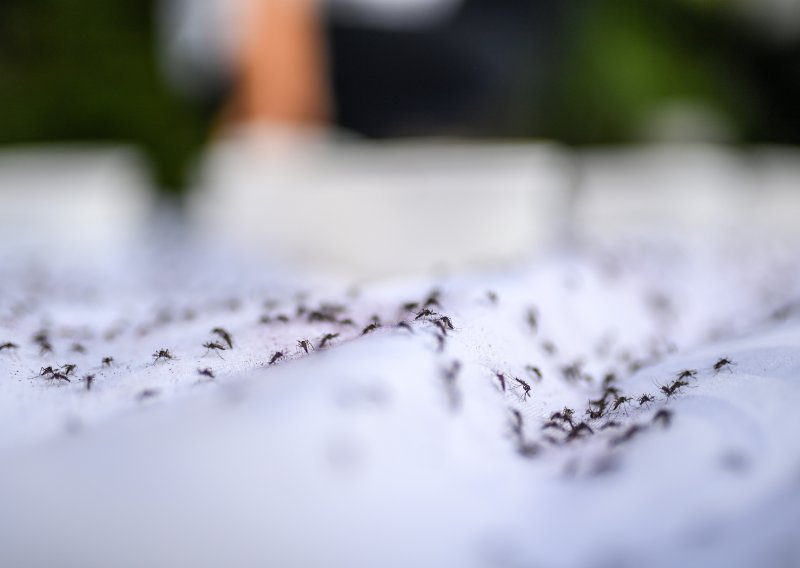 Za borbu protiv komaraca Grad Osijek do sada utrošio gotovo milijun eura