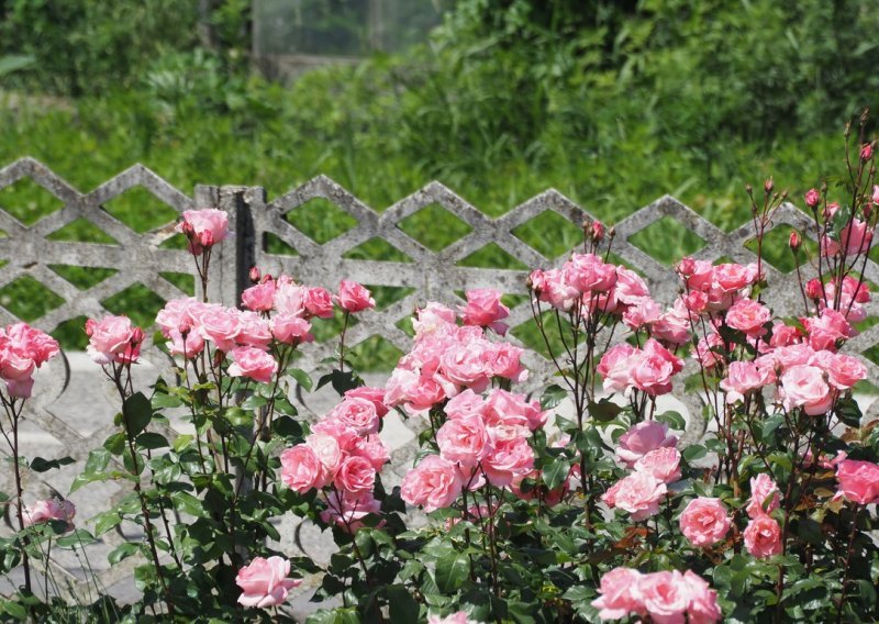 Ovaj jednostavan trik ubrzat će raskošan cvat ruža tijekom cijele sezone