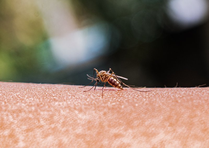 Novi slučaj malarije u Hrvatskoj: 'Uvezen je iz Afrike, nema mjesta panici'