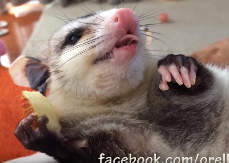 Oposumka je neodoljiva čak i kad jede jabuku