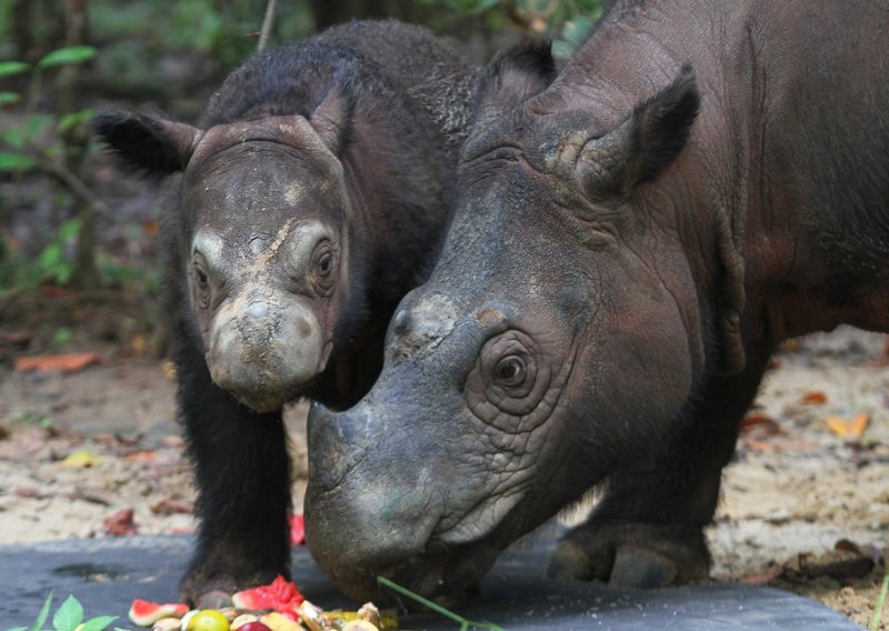 U indonezijskom nacionalnom parku na svijet došao rijedak sumatranski nosorog
