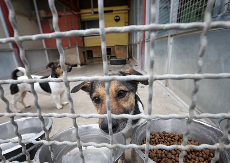 Inspekcija zabranila rad crikveničkom ilegalnom skloništu za životinje