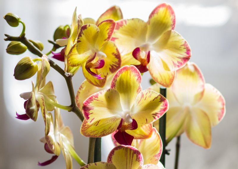 Uz ove trikove orhideje će vam brže procvasti i biti ljepše nego ikad prije