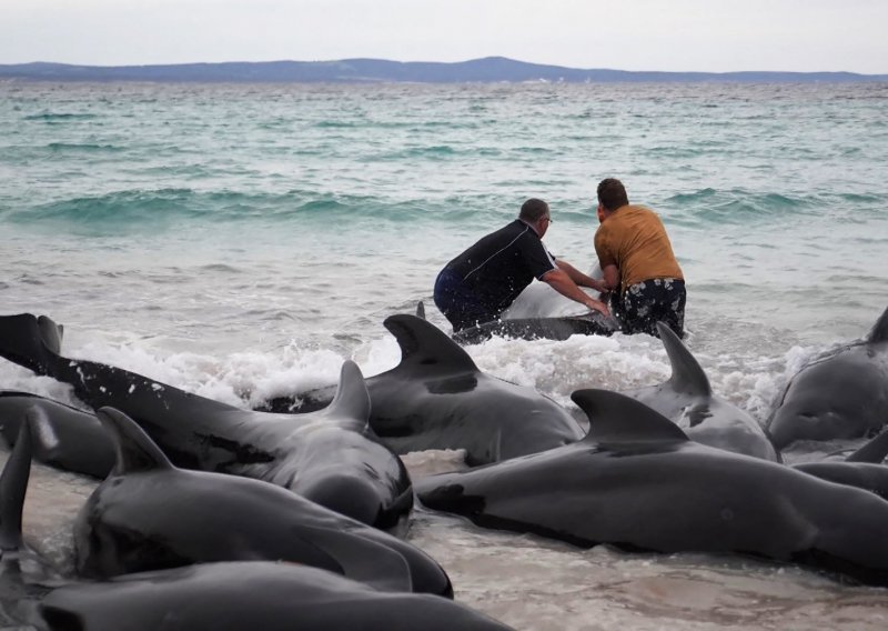 Oko 140 kitova nasukalo se u plićaku uvale Toby, stručnjaci jure da ih spase