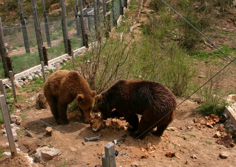 WWF Adria protiv žilet-žice: Što će biti s medvjedima?