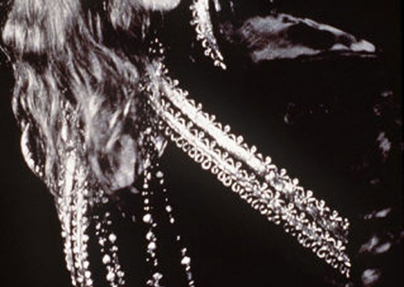 Posthumna zvijezda u Hollywoodu za Janis Joplin