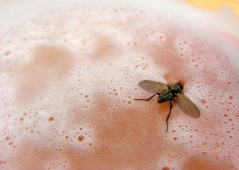 Muhe koje se ne seksaju sklonije su alkoholu