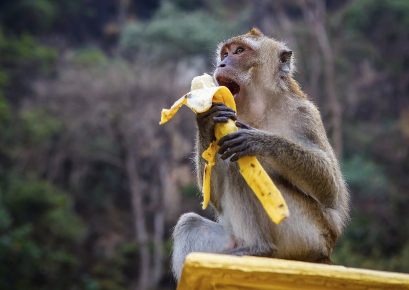 ZOO majmunima zabranio banane jer debljaju