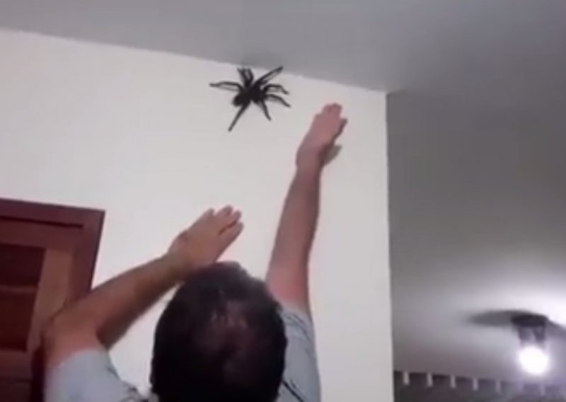 Nađete li se oči u oči s divovskim paukom, evo što vam je činiti