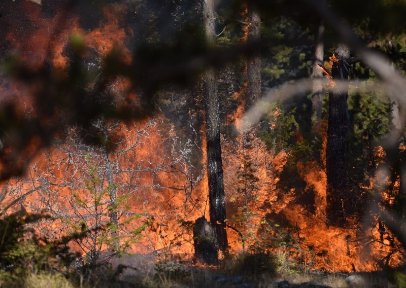 U požaru između Jadrije i Srime izgorjelo 50 hektara borove šume