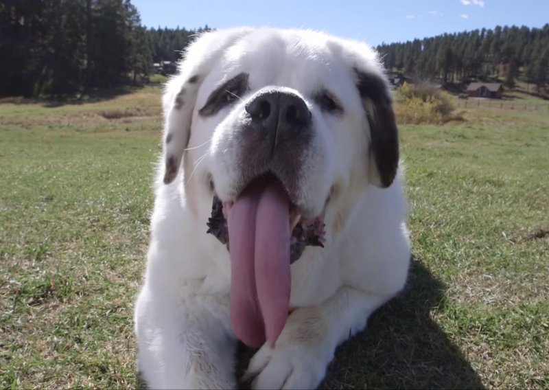 Ovo je pas s najdužim jezikom na svijetu