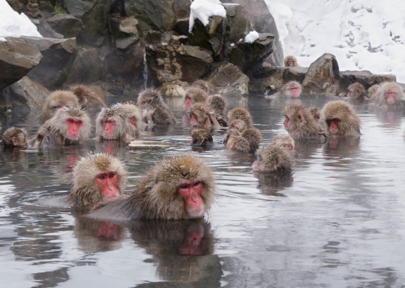 Japanski majmuni znaju kako se opustiti