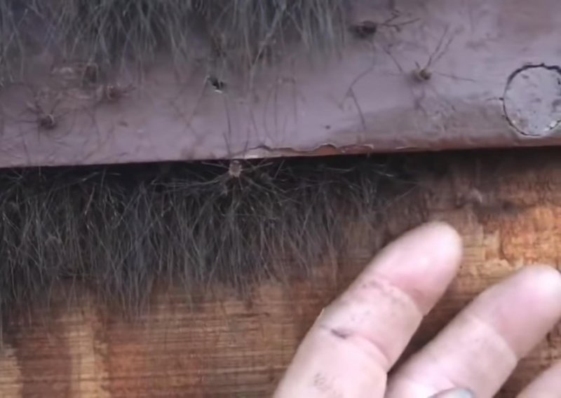 Snimka iz Aljaske nije za one koji se plaše pauka
