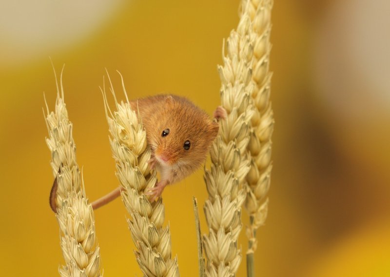 Prekrasni poljski miševi izvode neke sjajne gimnastičke trikove