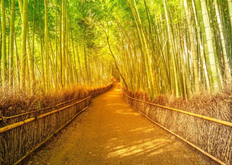 Opustite se šetnjom kroz šumu bambusa