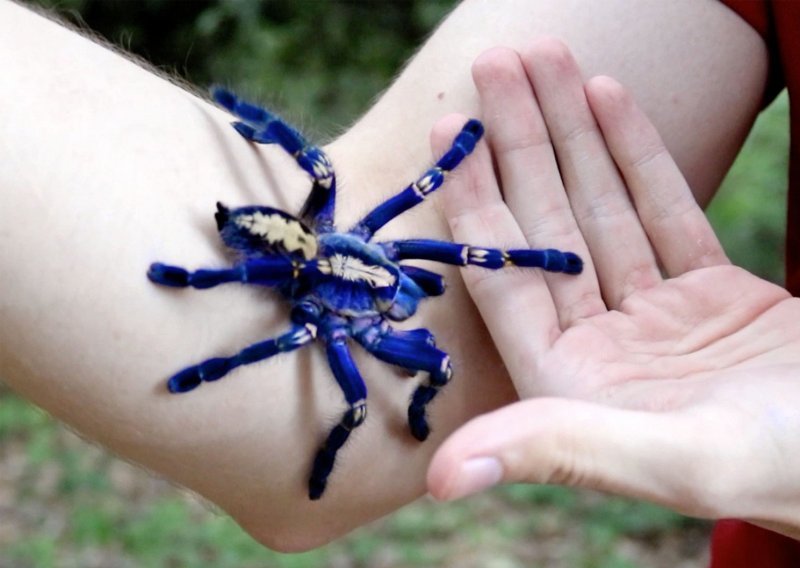 Ljubimac ili ne – biste li vi dopustili otrovnoj tarantuli da vam šeće po tijelu?