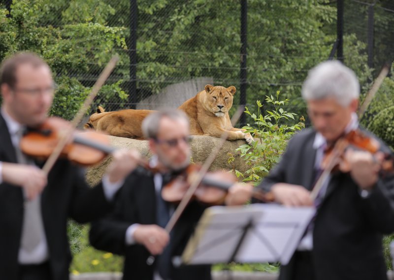 Zahtjevna publika: Zagrebački solisti svirali lavovima u Zoološkom vrtu
